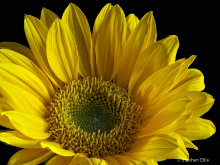 Sunflower@@
