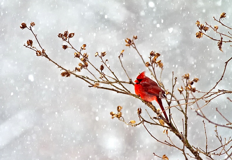 Cardinal in Snowstorm