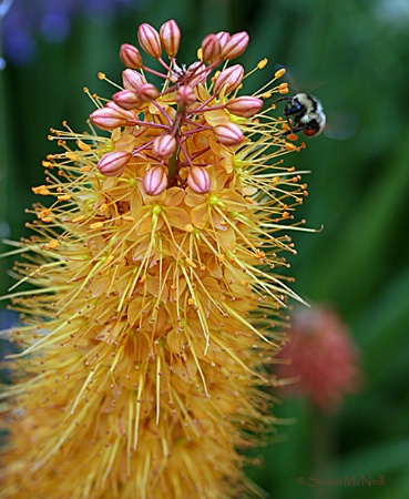 Pollination