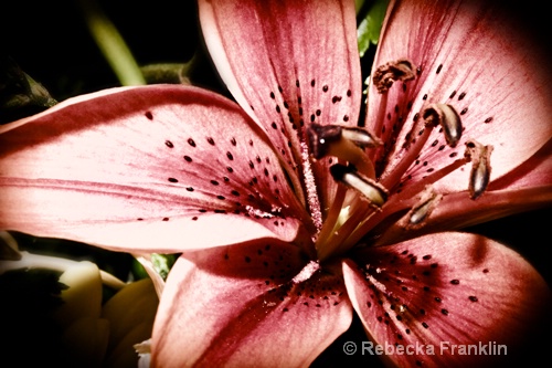 Laura's Lily