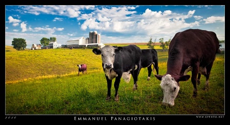 Happy Cows 