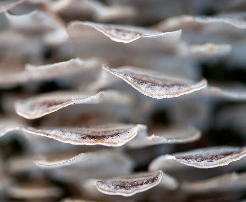 Fungus on a tree 