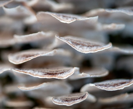 Fungus on a tree 