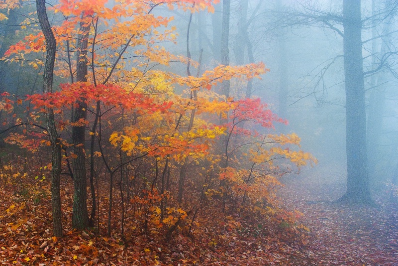 Autumn Fog at Fort Mountain State Park - ID: 9725309 © Robert A. Burns