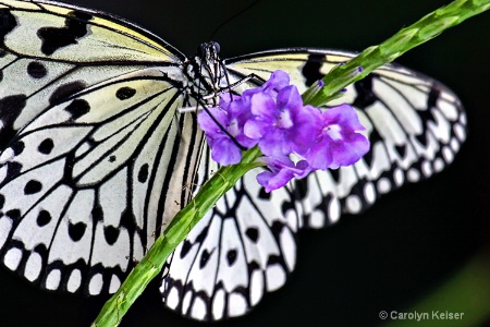 In the Butterfly Garden