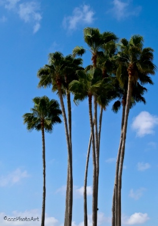 Towering Palms 