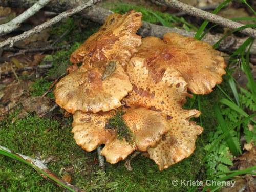 Fungus, Long Trail, Glastenbury Mtn., Vermont - ID: 9725588 © Krista Cheney