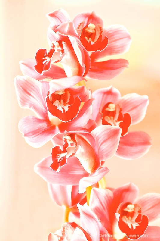 Orchid Display - ID: 9727371 © Deborah C. Lewinson