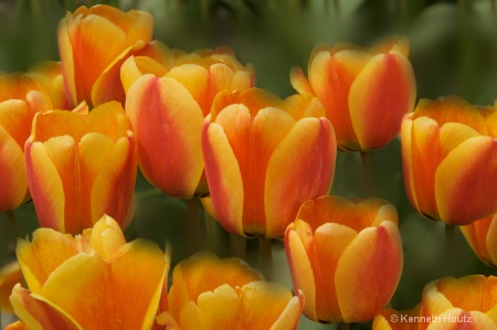 Tulips Blur