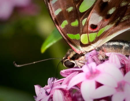 Butterfly1