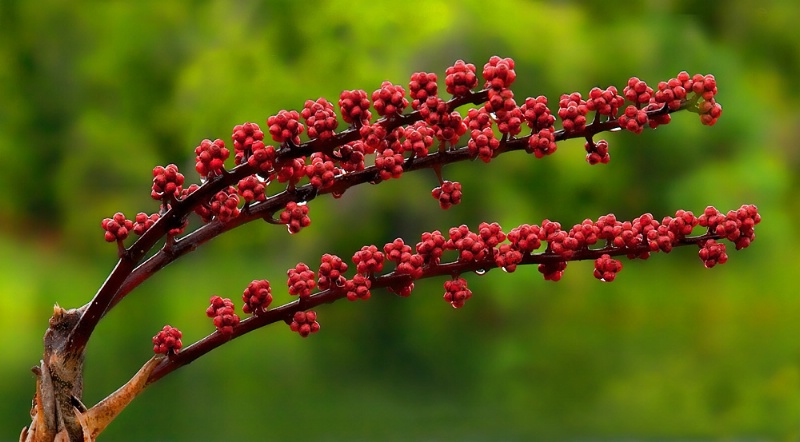 Umbrella Tree