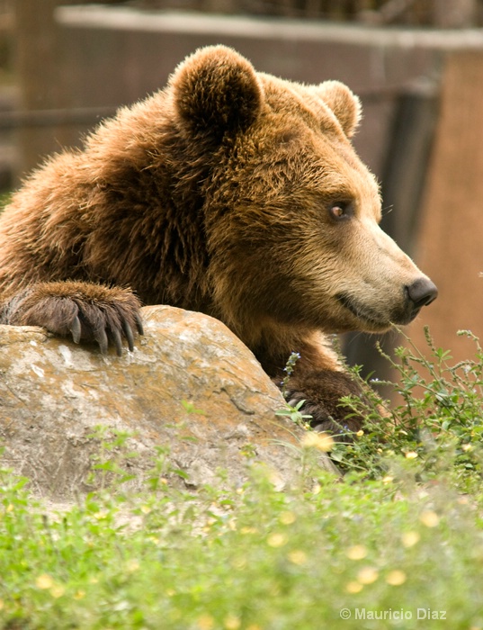 Grizzly Bear - ID: 9731201 © Mauricio Diaz