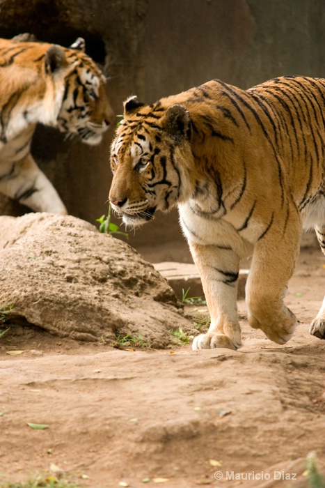 Tigers at the Zoo - ID: 9731203 © Mauricio Diaz