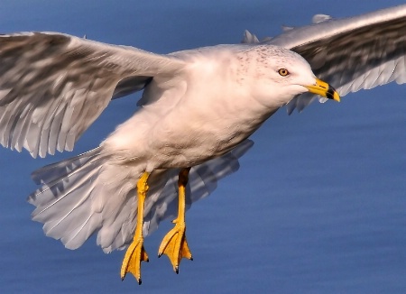 Ring-billed Gull