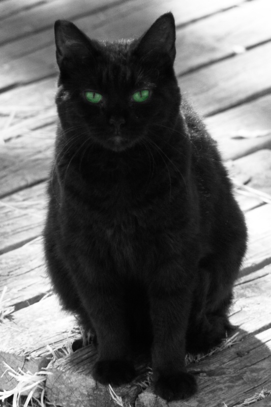 Green Eyed Cat