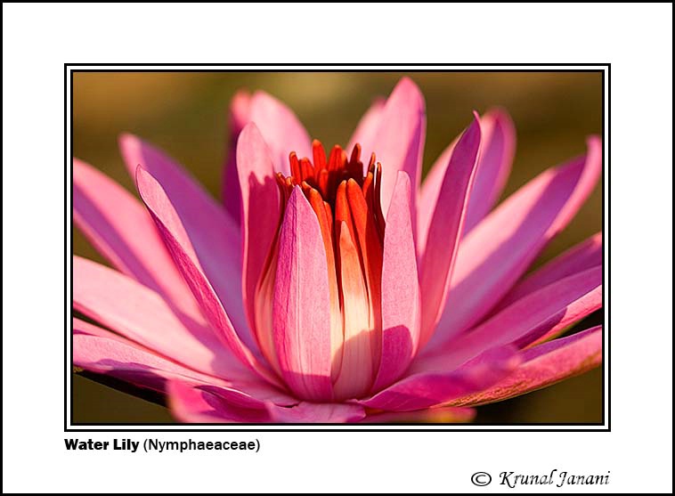 water lily  nymphaeaceae  2  2