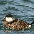 © Danny L. Klauss PhotoID # 9734186: Ruddy Duck in winter plumage