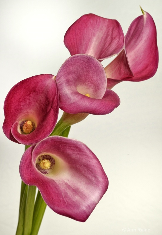 Pink Calla Lilies #2