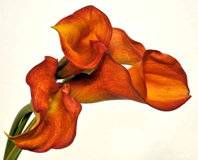 Orange Calla Lilies #2