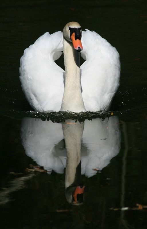 swan reflection