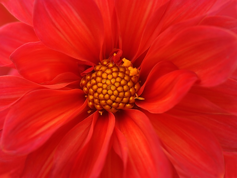 Dahlia's Dream - ID: 9741153 © Laurie Daily