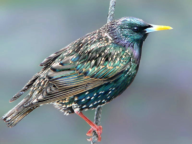 European Starling