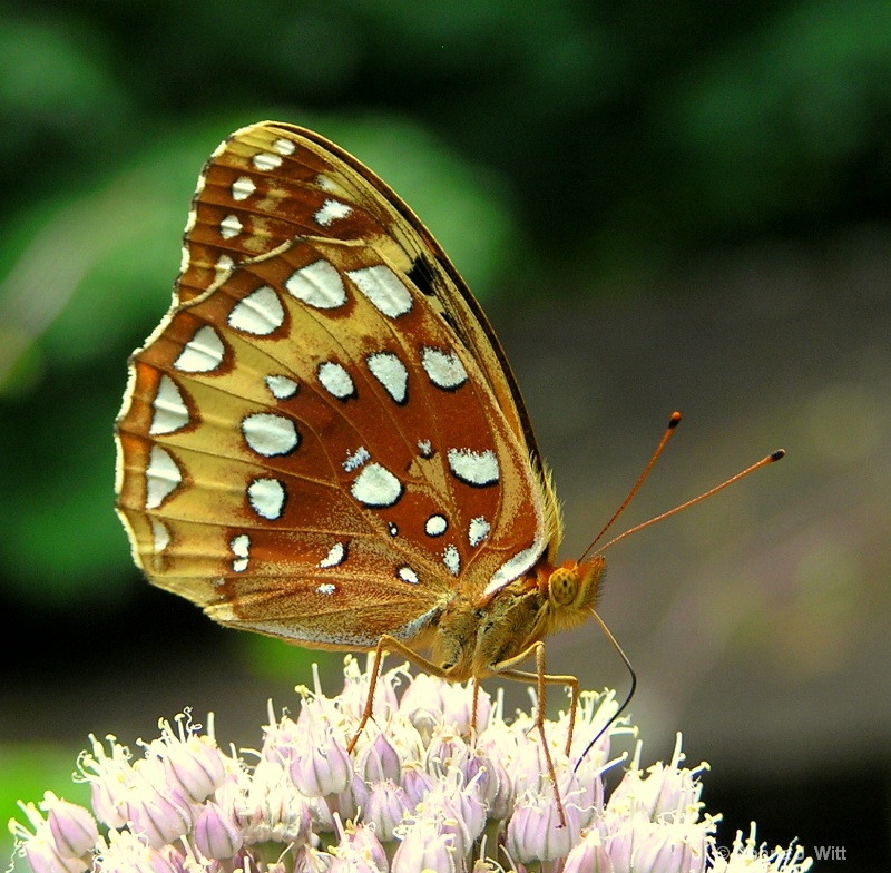 Fritillary On Garlic