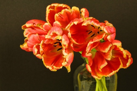Parrot Tulips II