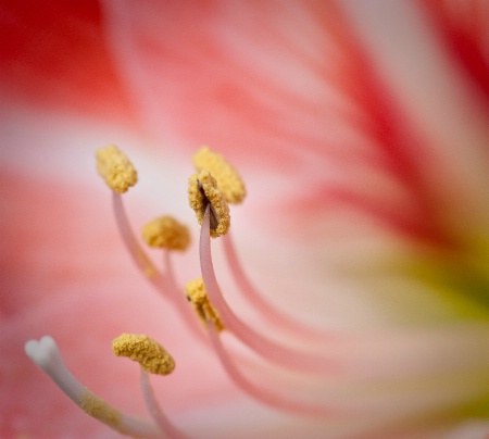 Amaryllis