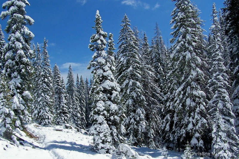 Colorado Winter