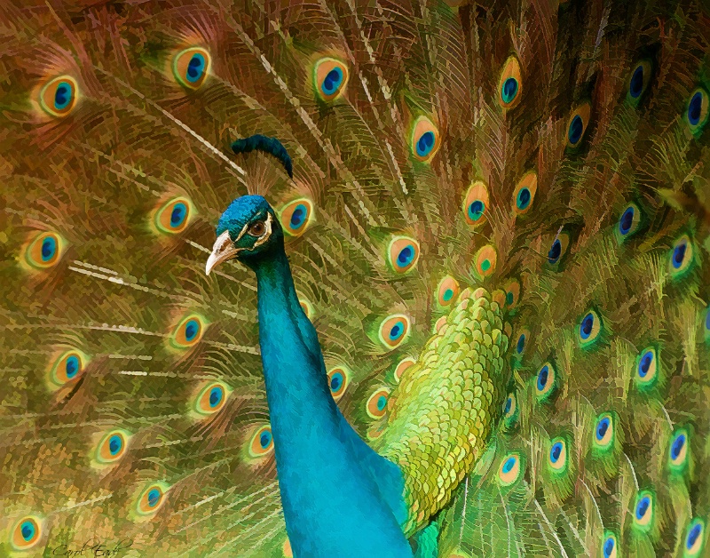 Peacock Display - ID: 9742472 © Carol Eade