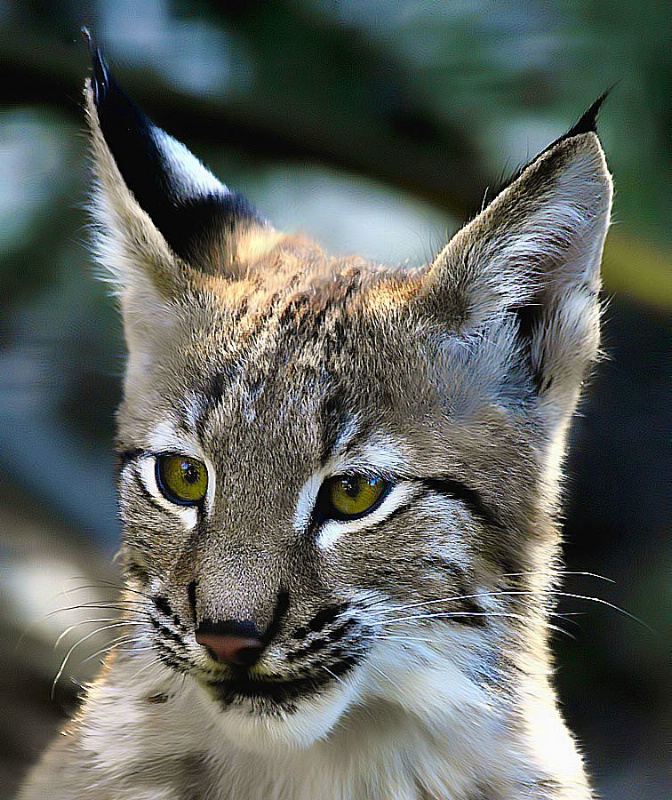 Canadian Lynx