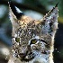2Canadian Lynx - ID: 9742900 © Kathy Salerni