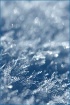 - * Winter crysta...
