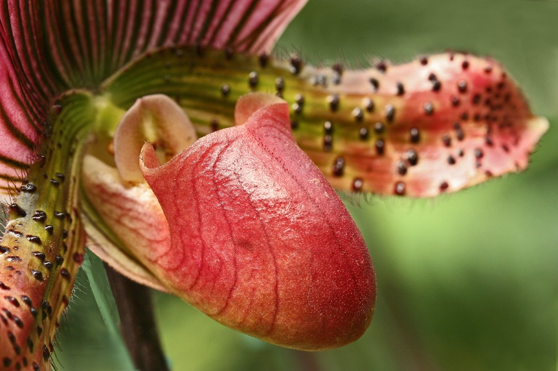 Ruby Slipper