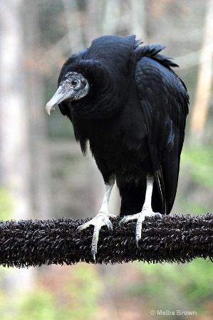 The Black Vulture