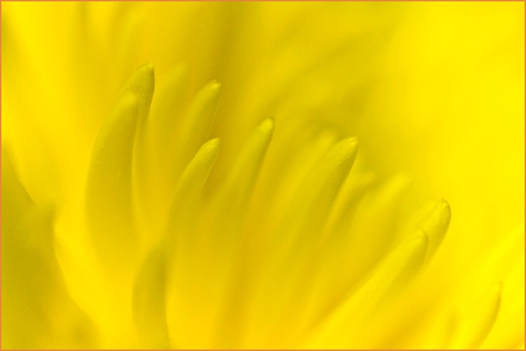 Yellow Floral Abstract No. 467