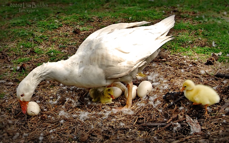 Mothers' Instinct