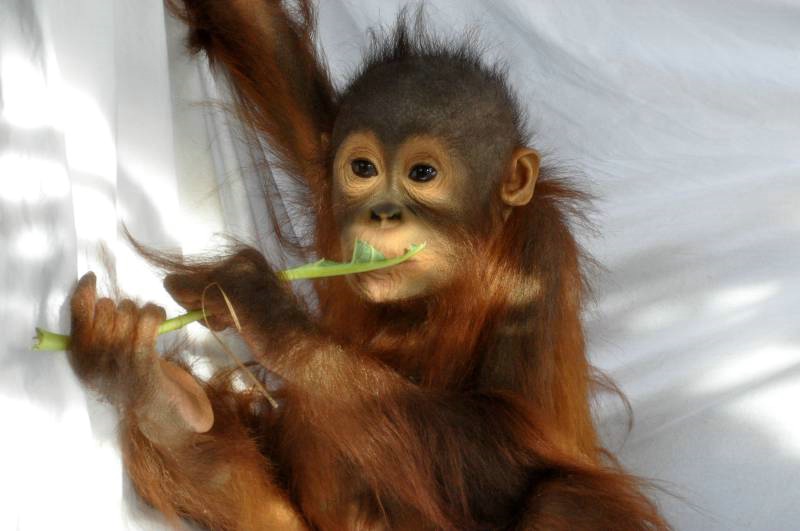 Baby Orangutan