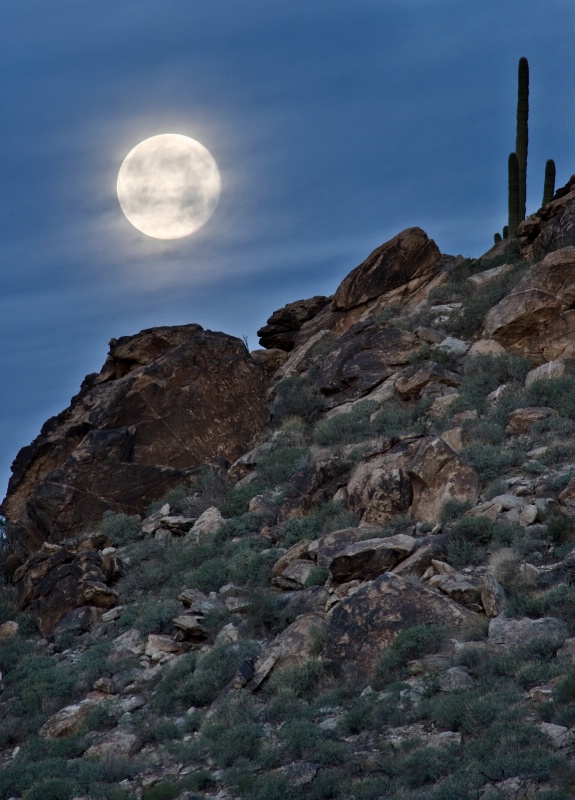 Saguaro to the Moon Jan 31st - ID: 9747194 © Patricia A. Casey