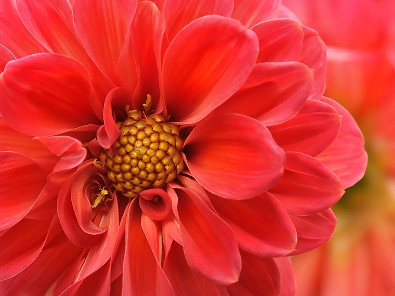 Dahlia's Garden