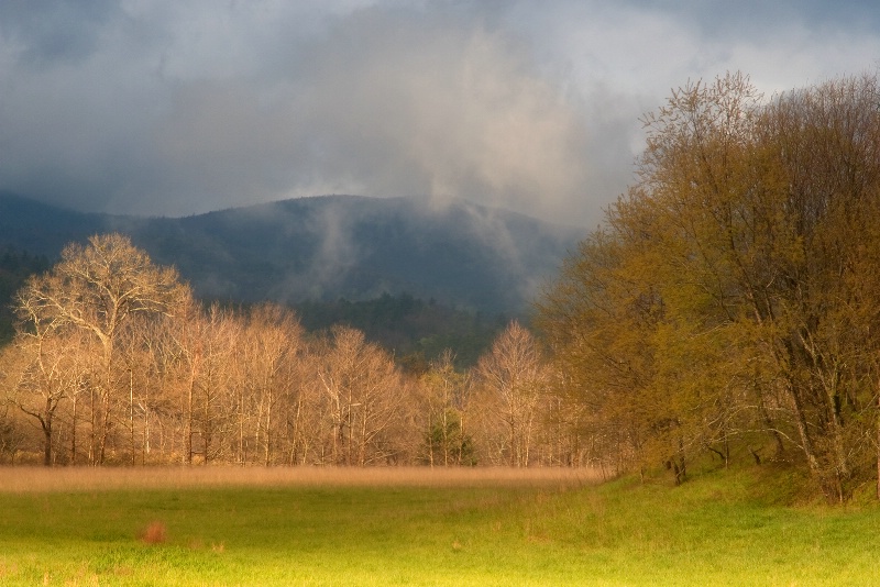 Trees in Light and Shadow - ID: 9747259 © Robert A. Burns