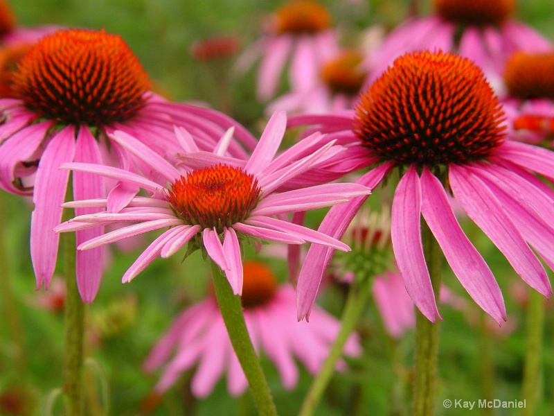 Pretty in pink - ID: 9747301 © Kay McDaniel