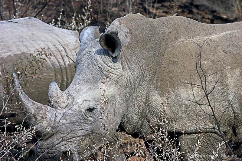 White rhinoceros - ID: 9747751 © Stephen Mimms