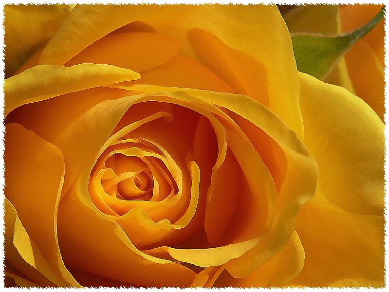 The Soft Heart of A Yellow Rose