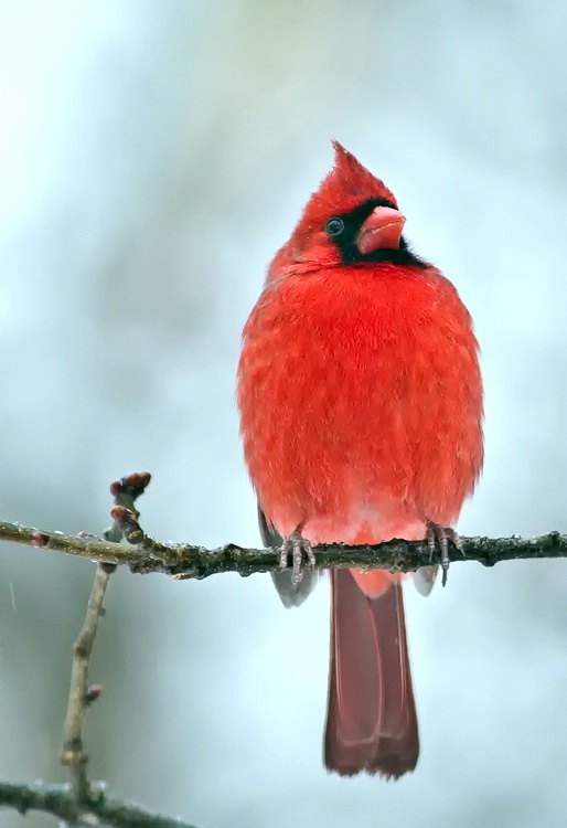 Cardinal