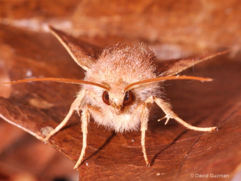 fluffy moth
