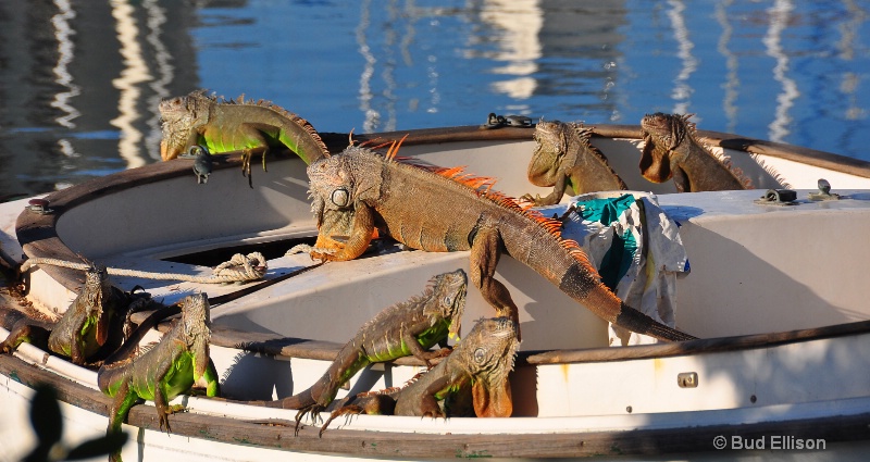 Ocho Iguanas