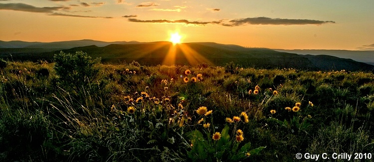 Vantage Wildflowers