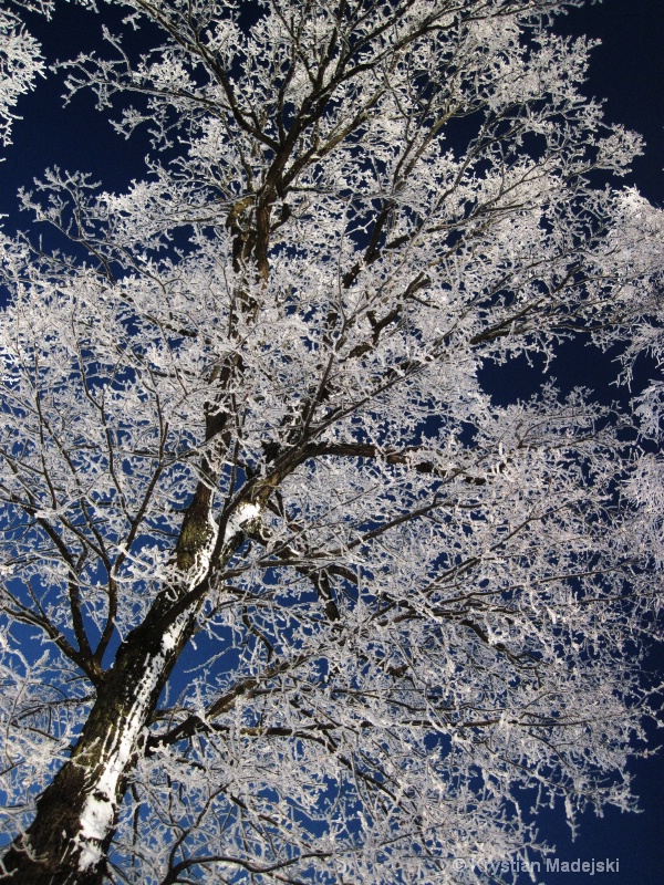 Frosty tree